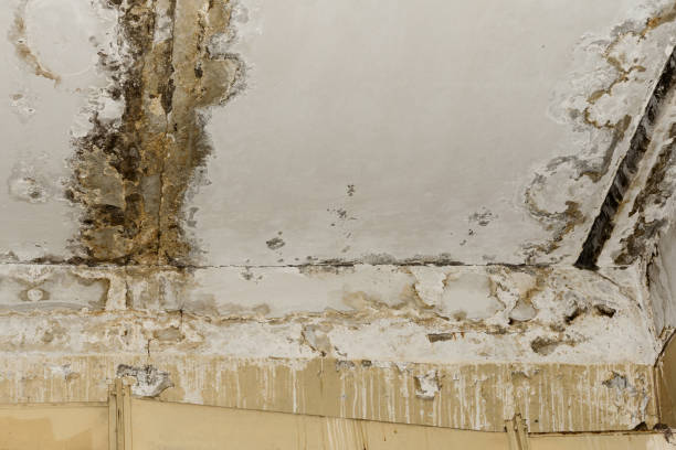 Environmental Consulting for Mold Prevention in Nicholasville, KY